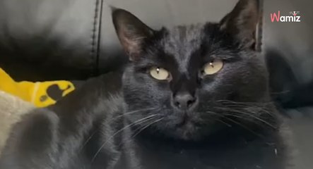 Déprimée par l'absence de son frère, cette chatte a la plus belle des réactions quand il est de retour (vidéo)