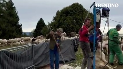 In Tesino la tosatura delle pecore... prima di scendere a valle per l'inverno