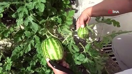 Görenler dönüp bir daha baktı! Sivas'ta beton arasında yetişen karpuzlar şaşırttı