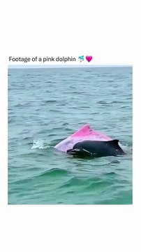 Rare sightings of pink bottlenose dolphins have been reported,