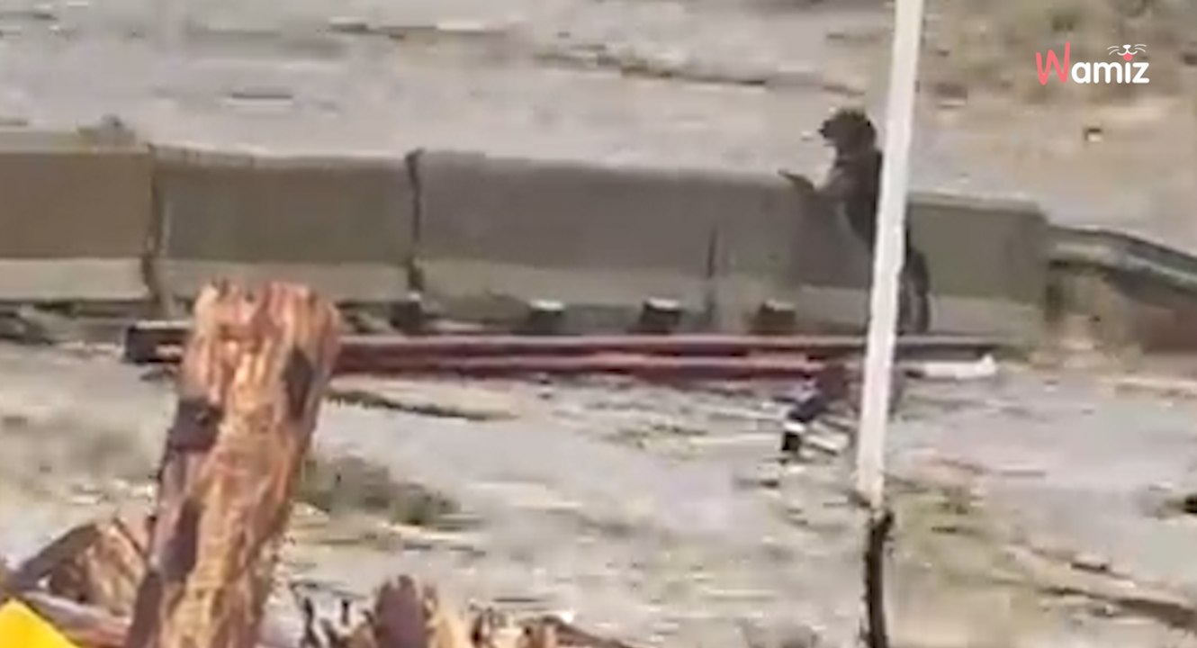 Überschwemmungen in Osteuropa: Kein Happy End für deutschen Schäferhund