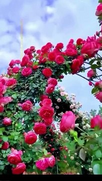 Pink climbing roses #flowers #rose #roseflower