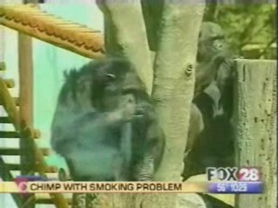 Singe-fumeur