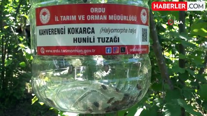 Ordu'da Kahverengi Kokarca İle Cezbet-Yok Et Mücadelesi Başlatıldı