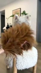 ASMR | A Little Makeover for Messy Bai