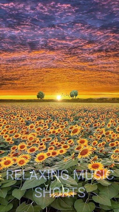 Relaxing & Meditation Music | Calm Sleep Music | Short Video Meditation relaxing music #shorts #short #viral