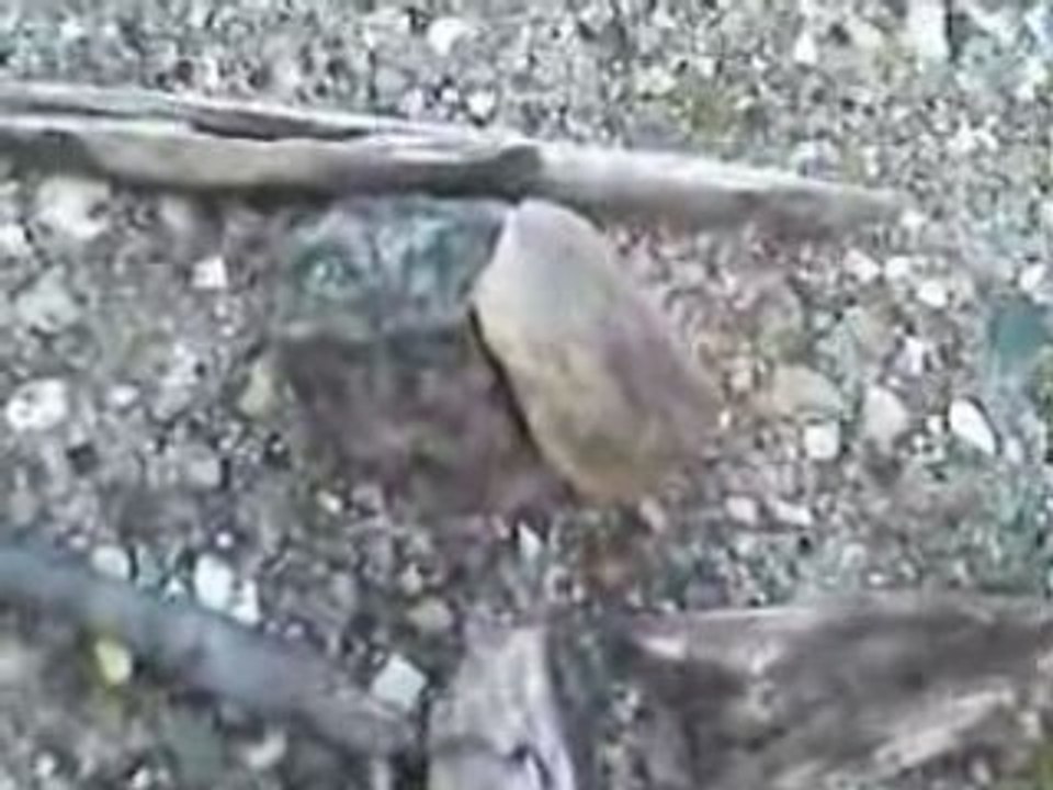 Playing With Sticks and Rocks