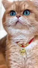 Funny cats meow funny animals