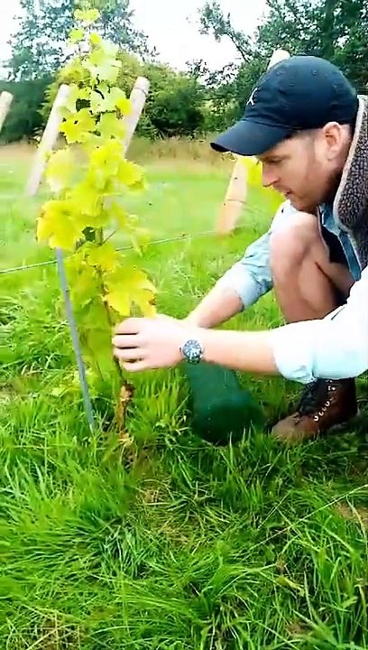Dewin Vineyard
