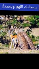 When Allah Pak saves a deer from leopards!