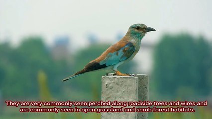 Indian Roller Most Beautiful Bird in the World