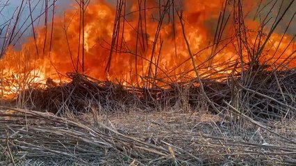 Ola de incendios alcanza el Parque Nacional de Brasilia