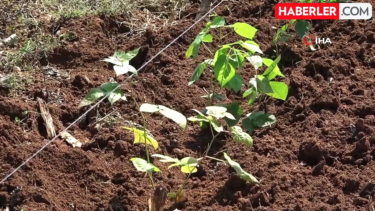 Deneme Amaçlı Böğürtlen Diken Çiftçi, Siparişlere Yetişemiyor