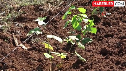 Deneme Amaçlı Böğürtlen Diken Çiftçi, Siparişlere Yetişemiyor