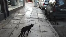 Big Black Male Cat Walking,very sick and thin
