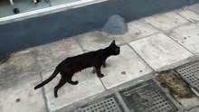 Big Black Male Sick_Walk_02_VID