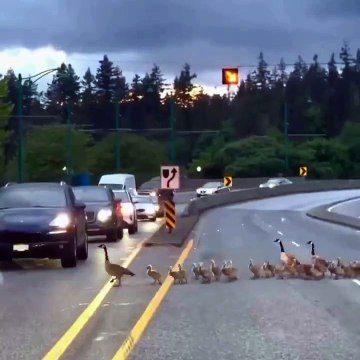 À Vancouver, les Automobilistes Interrompent le Trafic pour Laisser Traverser une Famille d'Oies