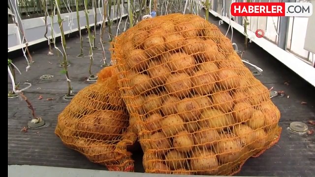 Yerli ve Milli Patates Çeşitleri Geliştiriliyor