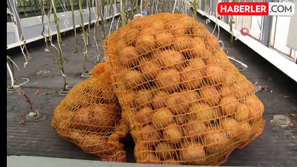Yerli ve Milli Patates Çeşitleri Geliştiriliyor