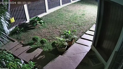 Fox é flagrado passando em alta velocidade antes de atingir muro no bairro Parque São Paulo