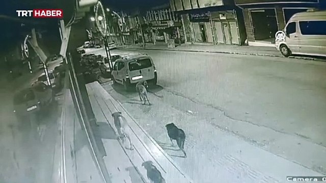Yolda yürürken başıboş köpekler saldırdı