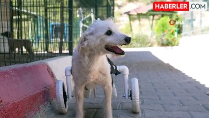 Arka Ayakları Kesik Köpek, Yeni Yuvasında Mutluluğu Buldu