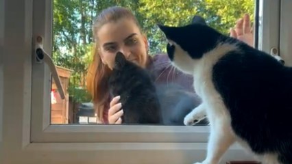 Cat is not a fan of hooman showing affection to a neighborhood kitty
