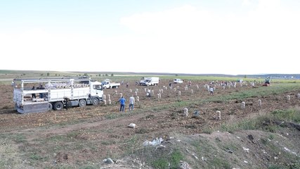 Tüccar 'küçük' dedi almadı, ürünleri halka ücretsiz dağıttı