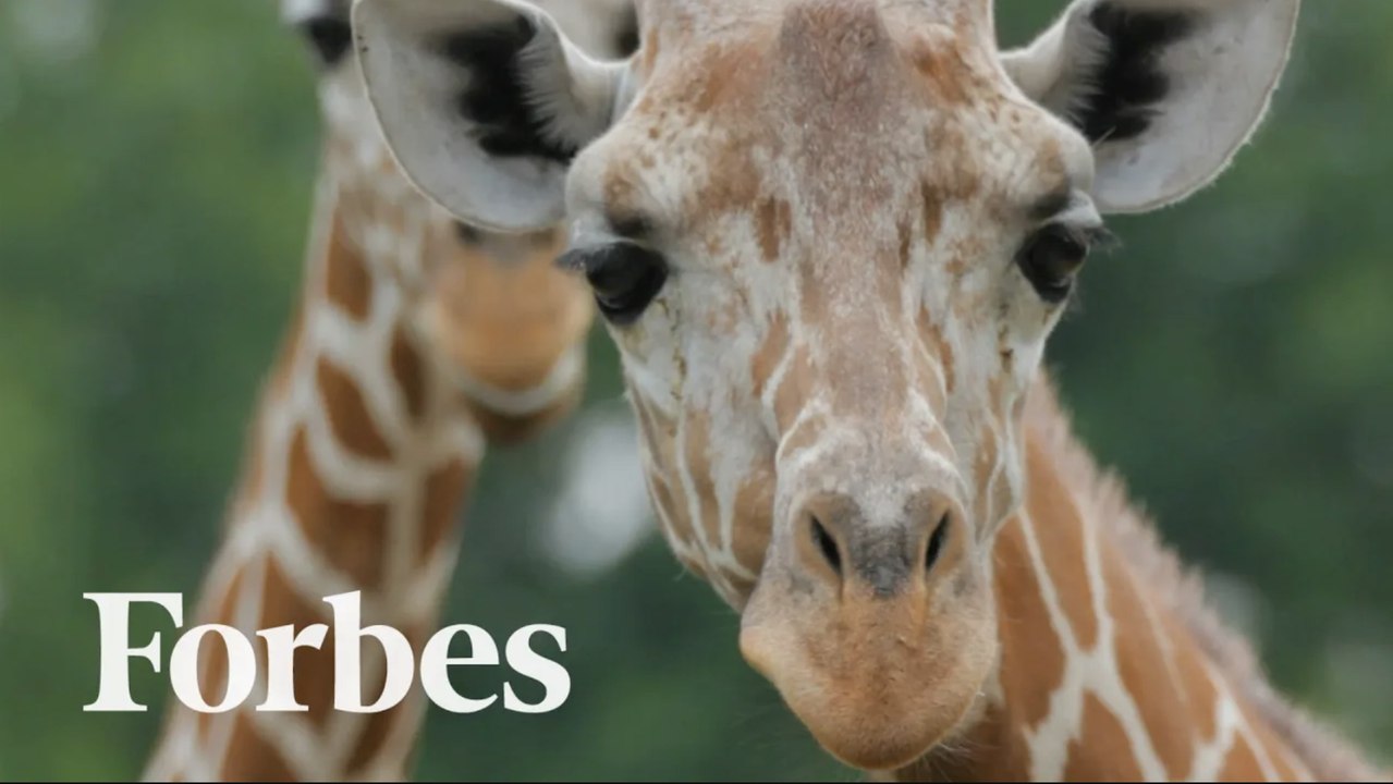 Forbes Travel Guide's Top 14 Wildlife Hotels For Your Next Adventure | Forbes