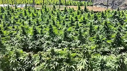 Laboratório de produção de maconha em grande escala é descoberto pela polícia na Bahia