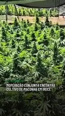 Operação conjunta encontra cultivo de maconha em Irecê