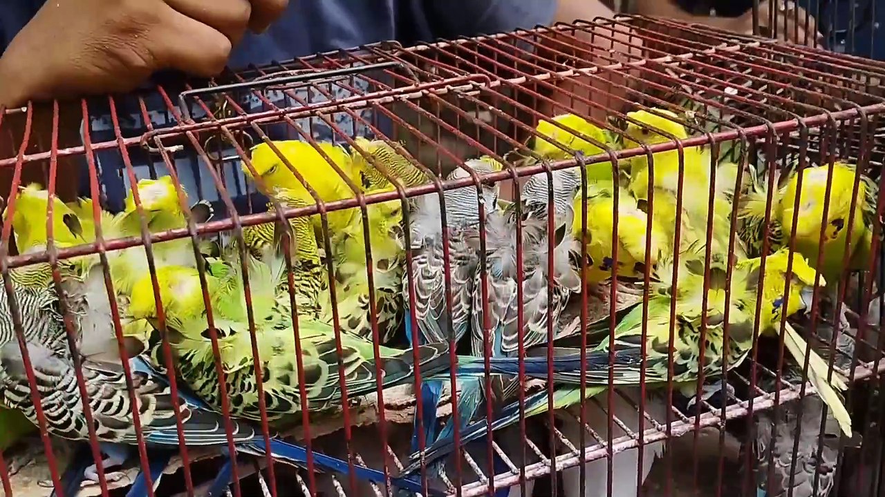 Birds Market Lalukhet Sunday Video Latest Update 8-9-24