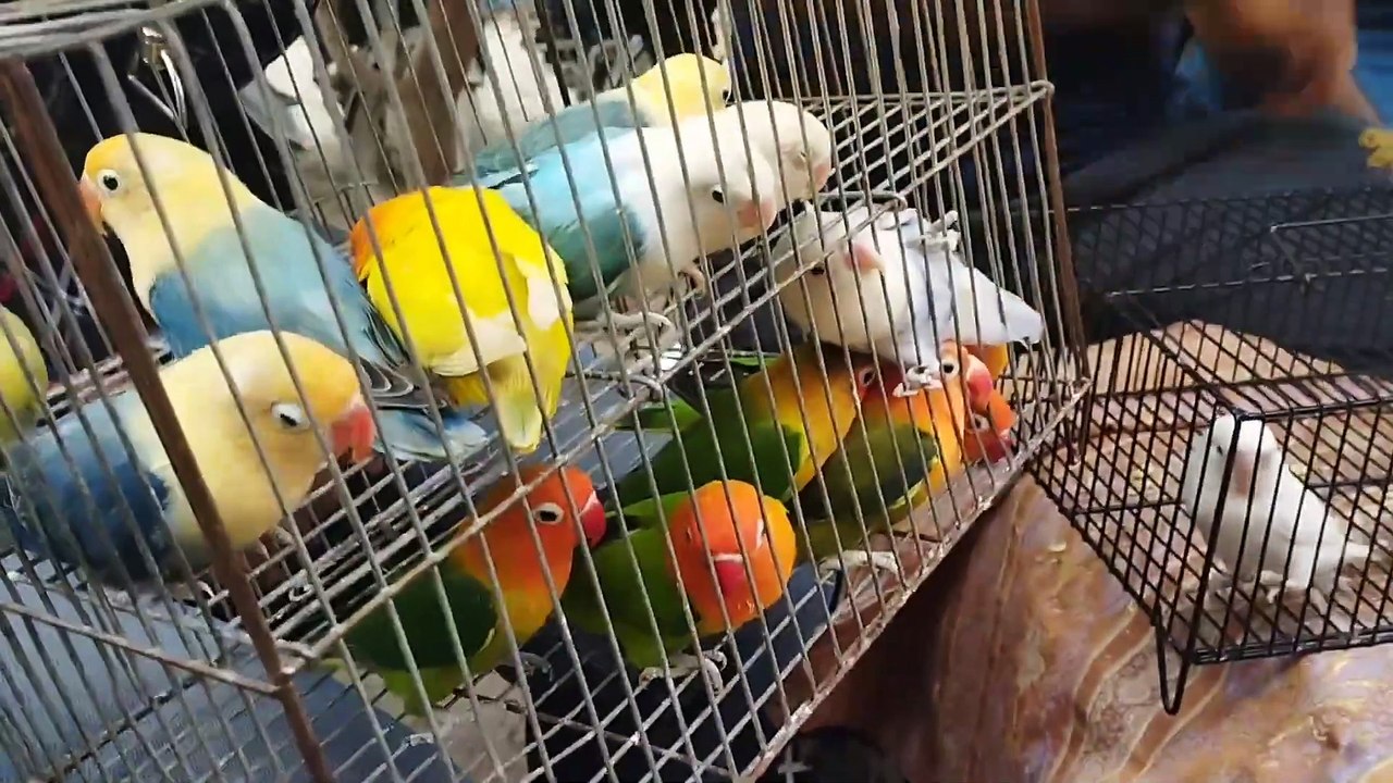 Birds Market Lalukhet Sunday Video Latest Update 15-9-24