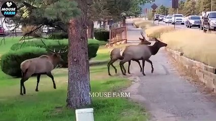 Amazing _ How Do Mississippi Farmers Hunt Million Of Wild Boars By Helicopters _