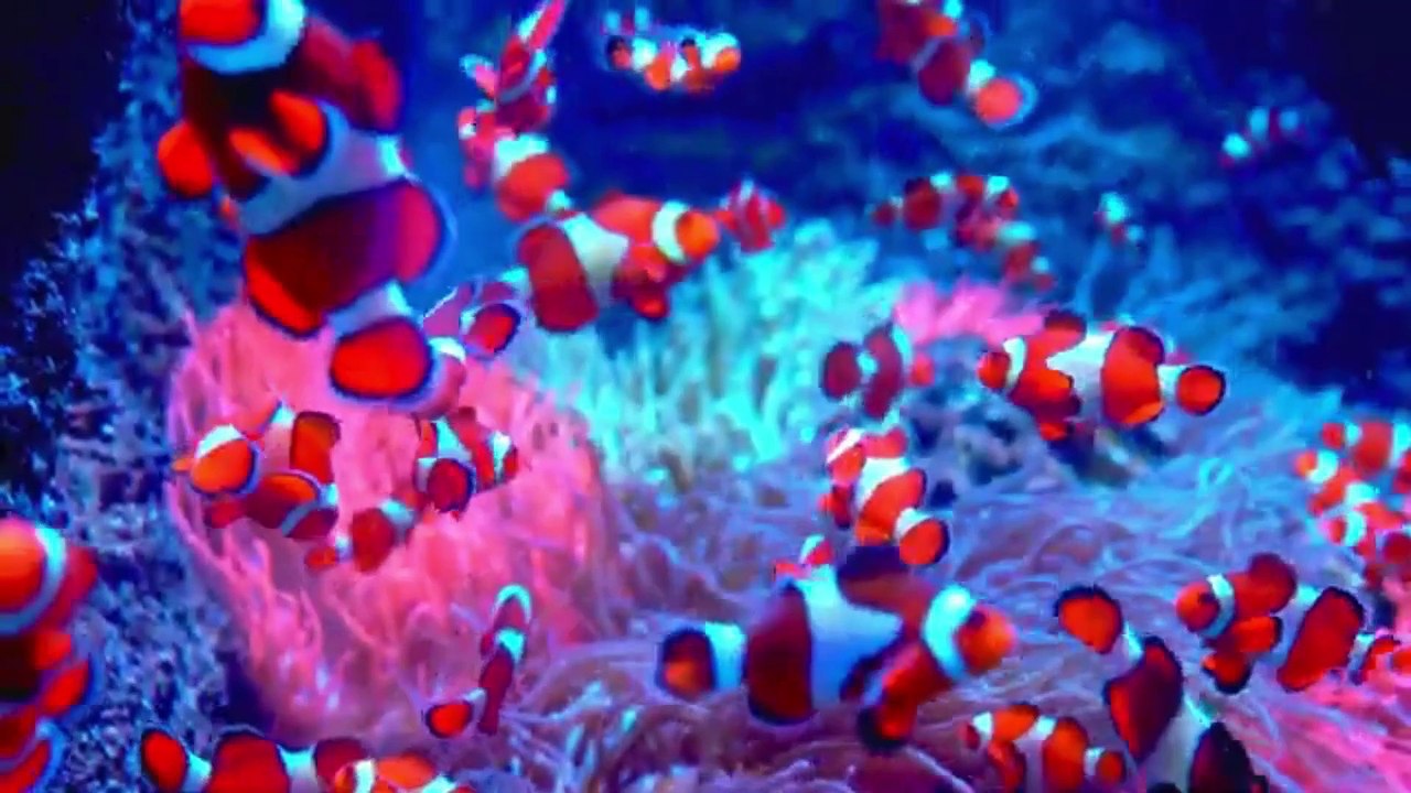 DEEP OCEAN ANIMALS