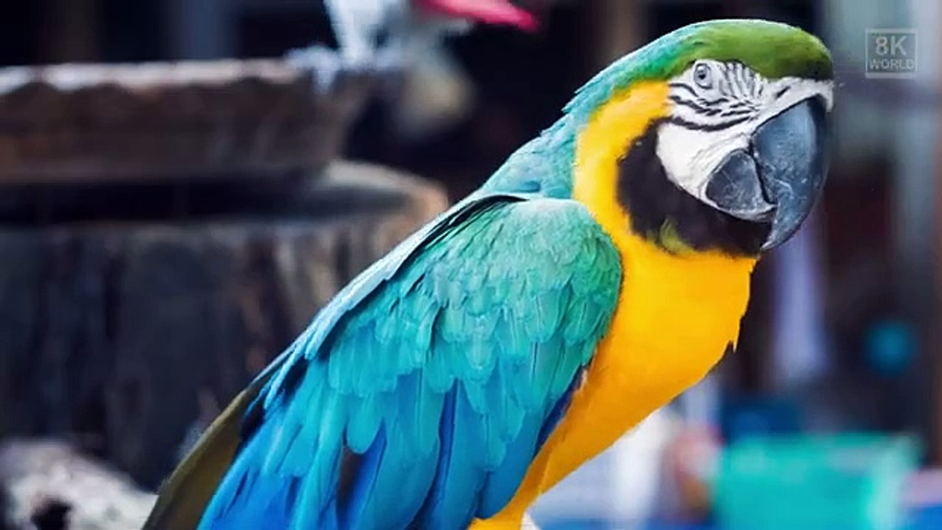 ⁣Our Planet in 8K ULTRA HD - #animals