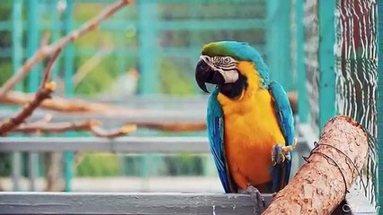 Costa Rica in 8K UltraHD (60 fps)