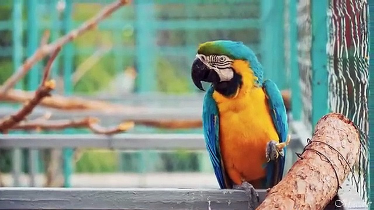 Costa Rica in 8K UltraHD (60 fps)