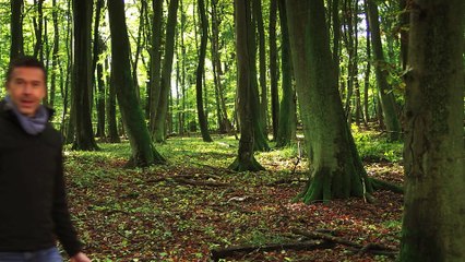 The Hike Through the Ancient Beech Forests - UNESCO World Heritage since 2011 | movie | 2013 | Official Trailer