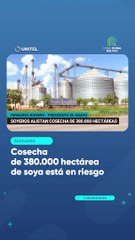 Cosecha de 380.000 hectárea de soya está en riesgo