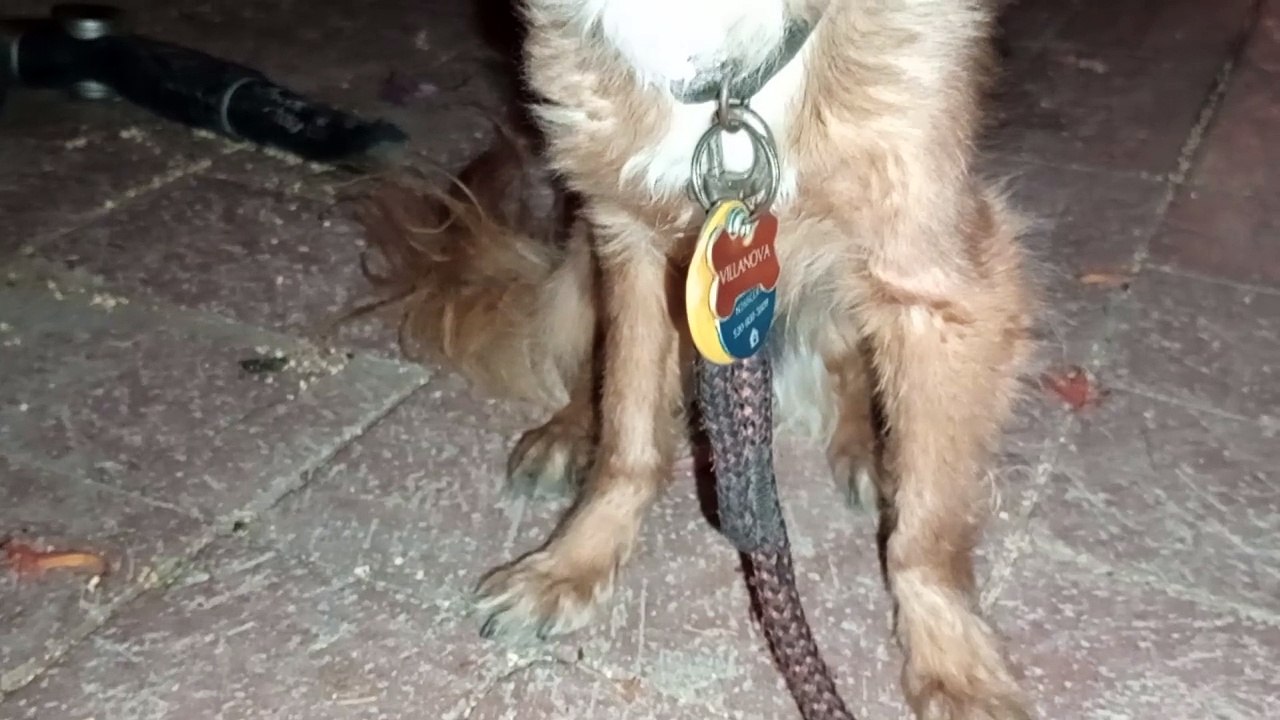 Villanova was bearing weight on front right leg a cumulative of 2 minutes really quickly .. wow VID_20240914_211948298