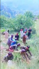 CUTTING THE GRASSES IN HILLY AREA,,,