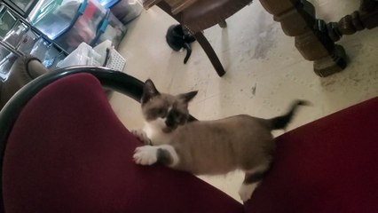 Kittens Playing on Chair - Short Clip
