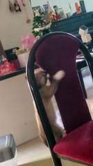 Kittens Play on the chair being destructive part 1