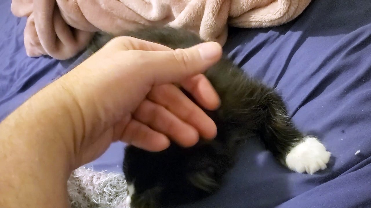 Kitten Moxie Gets a Closeup as she walks by our surveillance camera