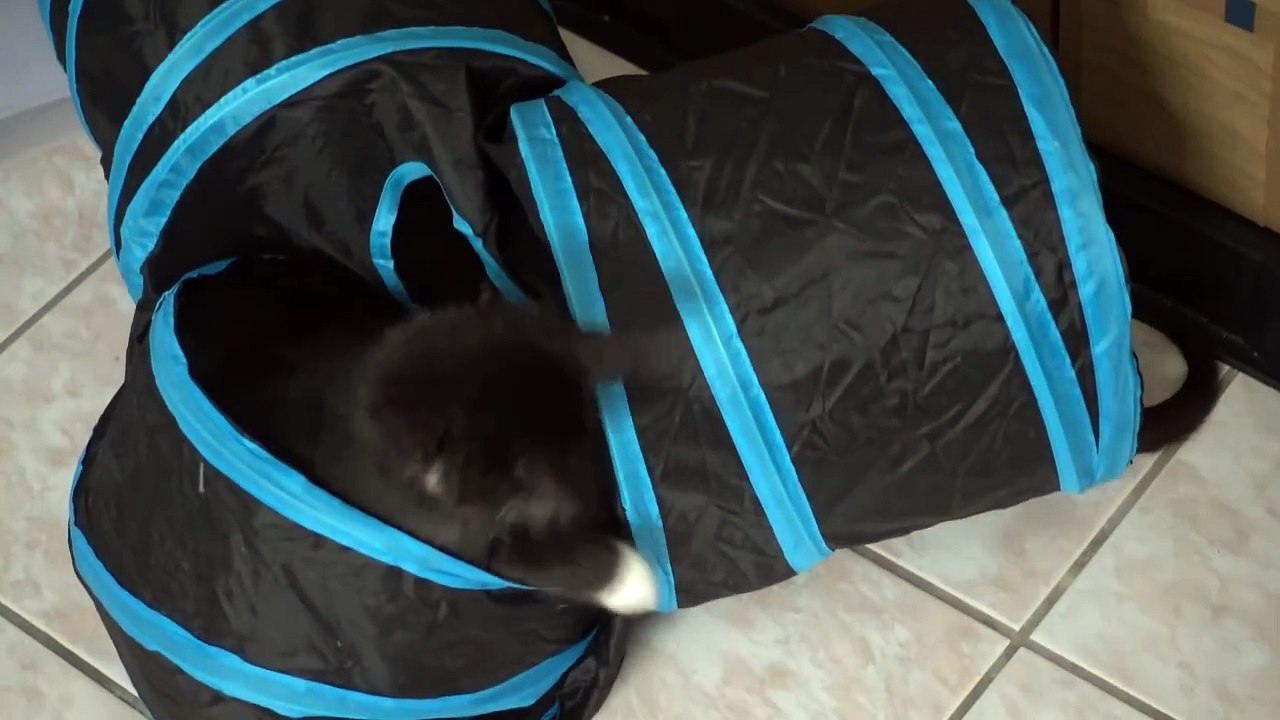 Kittens Plaing in their tunnel and biting