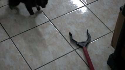 Kitten Moxie Test Attacking Reacher Pole