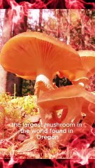 6 strange facts that are rarely known