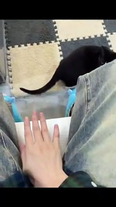 Cute cat