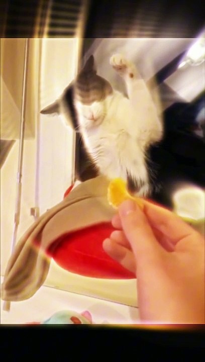 Funny cat